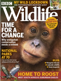 Couverture de BBC Wildlife Magazine