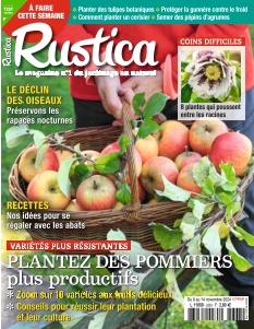 Rustica
