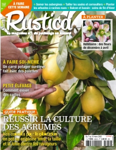 Rustica