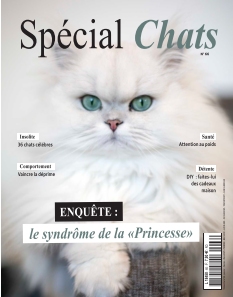 Spécial Chats