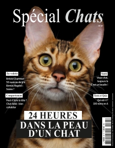 Spécial Chats