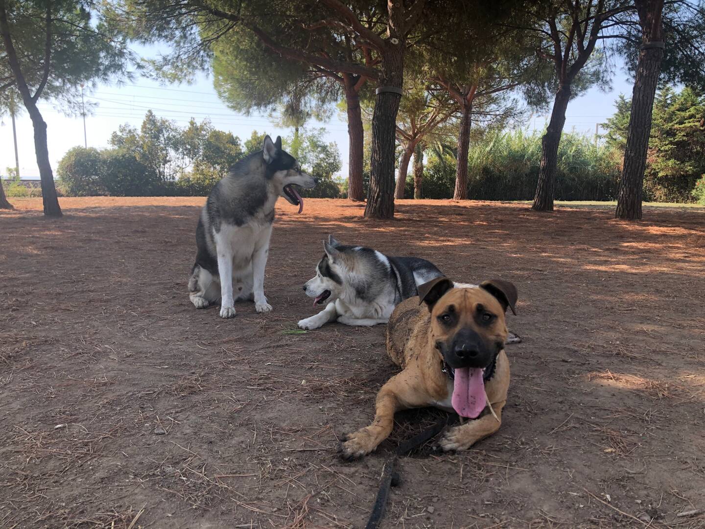 Calendrier le chien et ses amis 2024 de Jardinerie Bordeaux Libourn